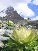 天山、雪蓮花渾然天成