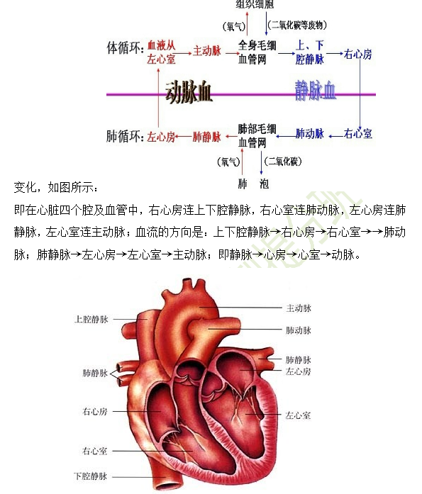 2019年臨床助理醫(yī)師心血管系統(tǒng)16個高頻考點速記！