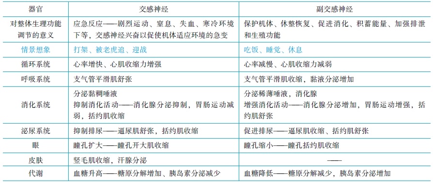 神經(jīng)系統(tǒng)對內(nèi)臟活動的調(diào)節(jié)