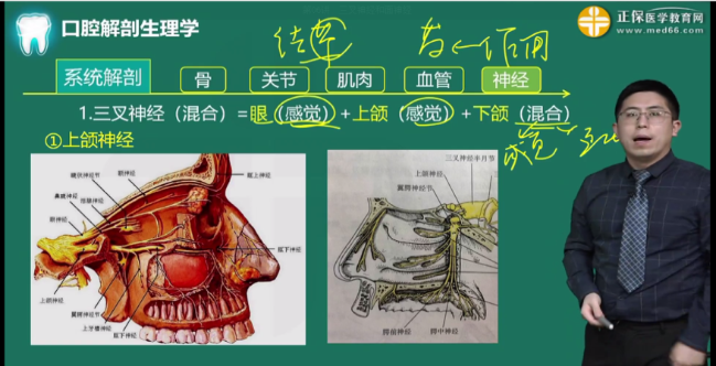 下頜神經(jīng)